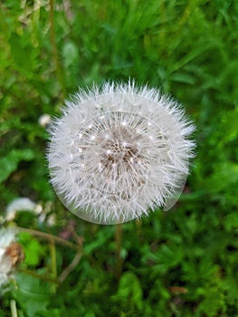 dandelion closeup on blurred green grass background