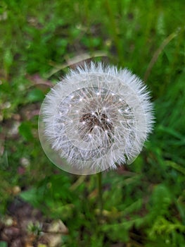 dandelion closeup on blurred green grass background