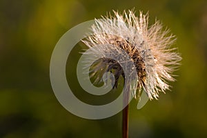 Dandelion closeup