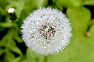 Dandelion closeup on a green background