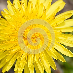 Dandelion closeup, macro shot. Abstract background. Pollen, nectar on dandelion flower