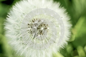 Dandelion closeup showing seeds in softfocus