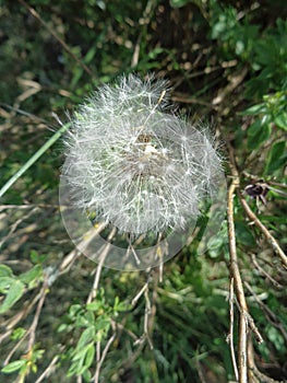 Dandelion closeup - Taraxacum officinale