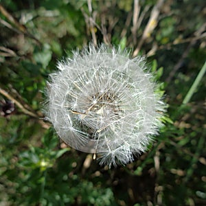 Dandelion closeup - Taraxacum officinale