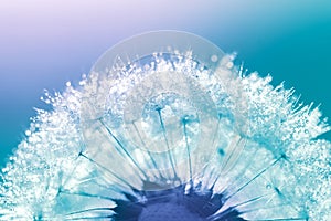 Dandelion closeup with water drops on a blue background. Beautiful macro of the dandelion.