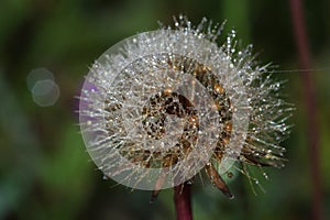 Dandelion covered with dewdrops