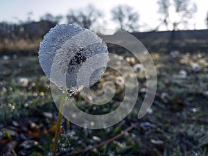 Dandelion covered with morning dew