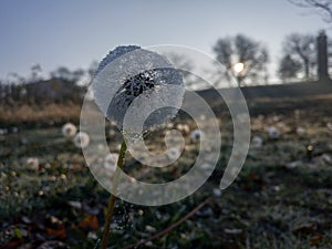 Dandelion covered with morning dew