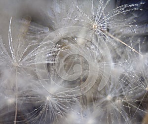 Dandelion covered in water drops