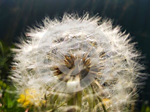 Dandelion - a cute flower that is believed to be able to fulfill wishes