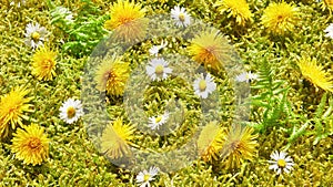 Dandelion and Daisy Blossoms on Moss