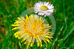 Dandelion and daisy in green grass field