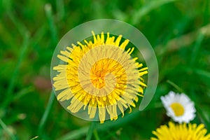 Dandelion and daisy in green grass field