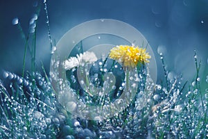 Dandelion and Daisy in the rain against a blue background. Beautiful work of art.