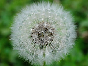 Dandelion, Dandelion is also known as wild lettuce, spearhead or plowshare