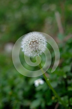 Dandelion, Dandelion is also known as wild lettuce, spearhead or plowshare