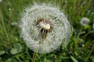 Dandelion. Dandelion fluff.