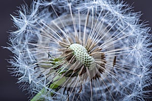 Dandelion. Dandelion fluff. Dandelion tranquil abstract closeup art background