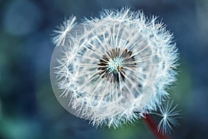 Dandelion. Dandelion fluff. Dandelion tranquil abstract closeup art background