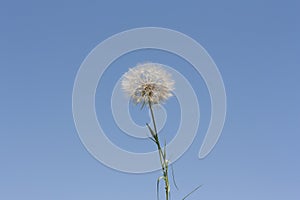 Dandelion. Dandelion fluff. Dandelion tranquil background. Clear blue sky photo