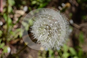Dandelion