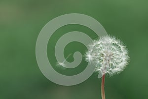 Dandelion