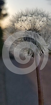 Dandelion at Daybreak