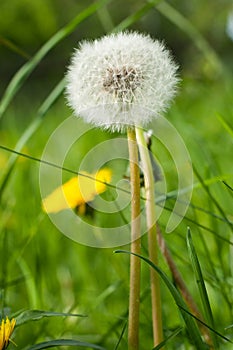 Dandelion