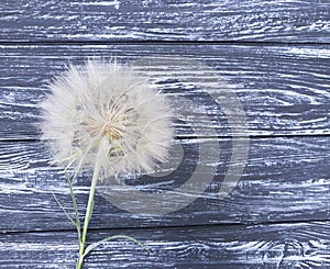 Dandelion delicate season antique scene fragility old summer softness on a wooden background flimsy