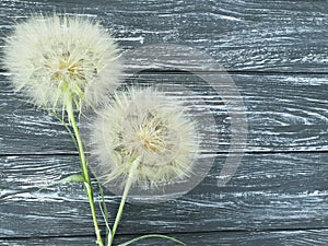 Dandelion delicate season antique scene old summer softness on a wooden background flimsy