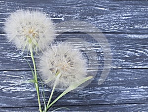 Dandelion delicate season antique scene summer softness on a wooden background flimsy