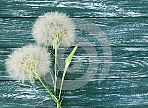 Dandelion delicate season antique softness on a wooden background flimsy