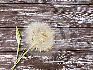 Dandelion delicate season on a wooden background flimsy