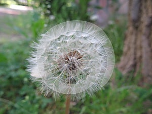 Dandelion dandelion delicate white sensitive flower wind photo