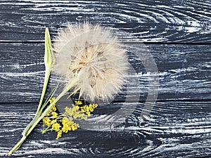 Dandelion delicate on a wooden background