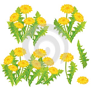 Dandelion design set