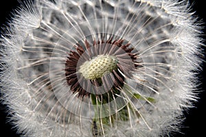 The wind blew the seeds of a dandelion. Template for posters, wallpapers, posters photo