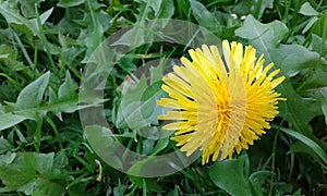 Dandelion ... desirable herbal medicine . photo
