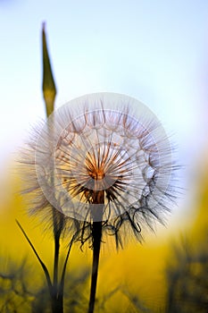 Dandelion Detail