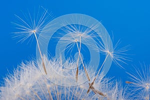 Dandelion detail