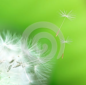 Dandelion detail