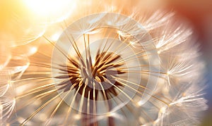 Dandelion develops in the wind. A flower at sunrise in a field For banner, postcard, book illustration. Created with generative AI