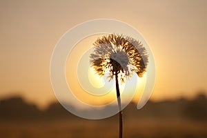 Dandelion in dew