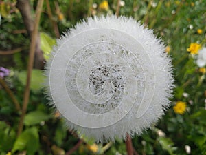 Dandelion  DEW Mattina photo