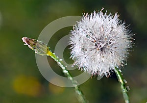 Dandelion and dewdrops