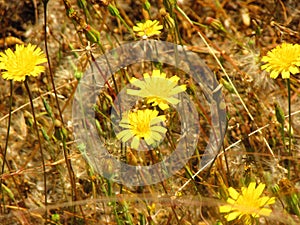 Dandelion diente de leÃ³n Taraxacum officinale=