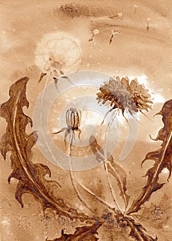 Dandelion in different phases of flowering. Hand drawn coffee on paper textures. Ð¡offeedrawn collection. Bitmap image