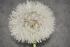 Dandelion done with painting