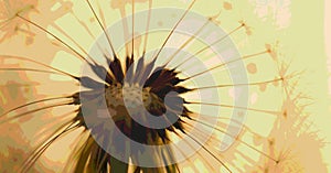 Dandelion downy head with seeds closeup. Summer floral picture with pasteurization. Airy and fluffy horizontal stories. Light
