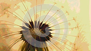 Dandelion downy head with seeds closeup. Summer floral picture with pasteurization. Airy and fluffy wallpaper. Light brown and